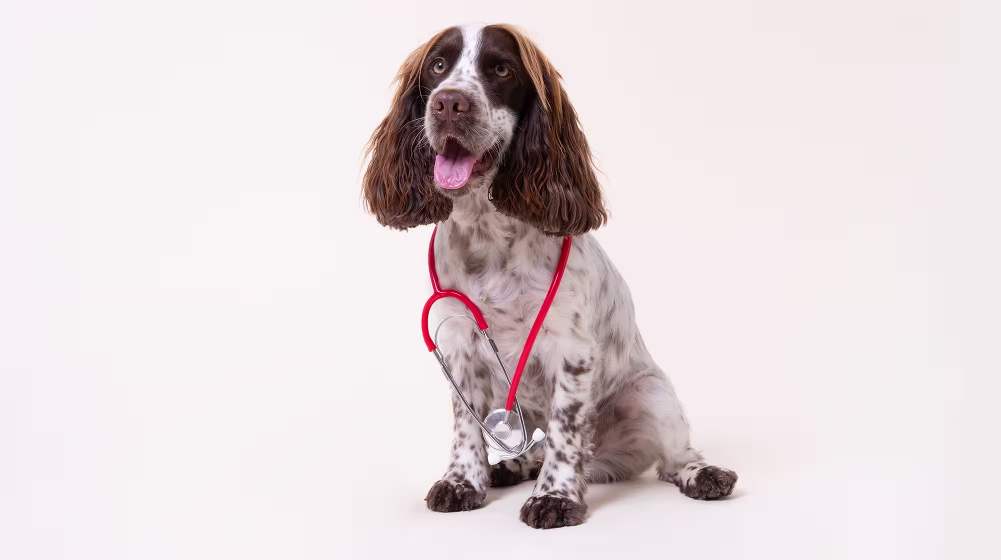 Acquiring BIOME9: Pooch & Mutt's venture into gut health science-Image 1