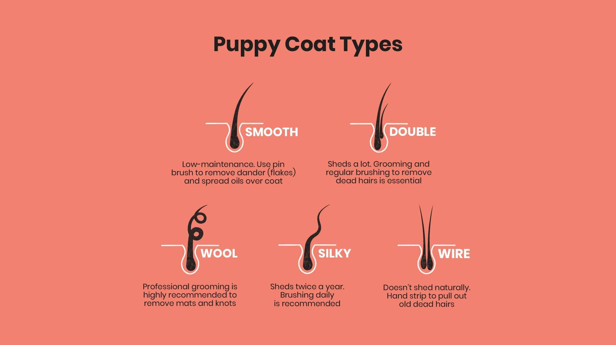 Puppy Grooming: Everything you need to know-Image 2