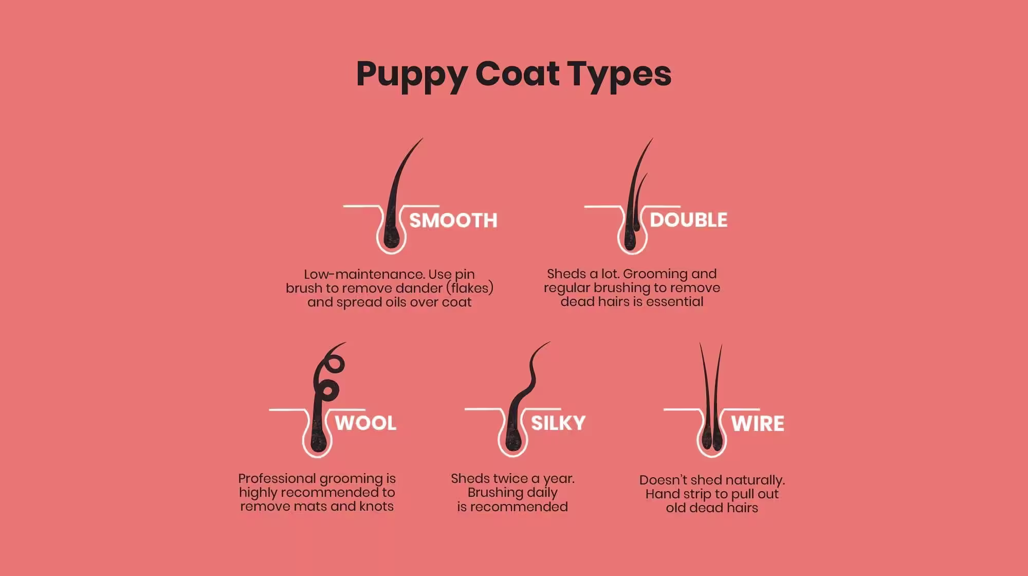 Puppy Grooming: Everything you need to know-Image 2