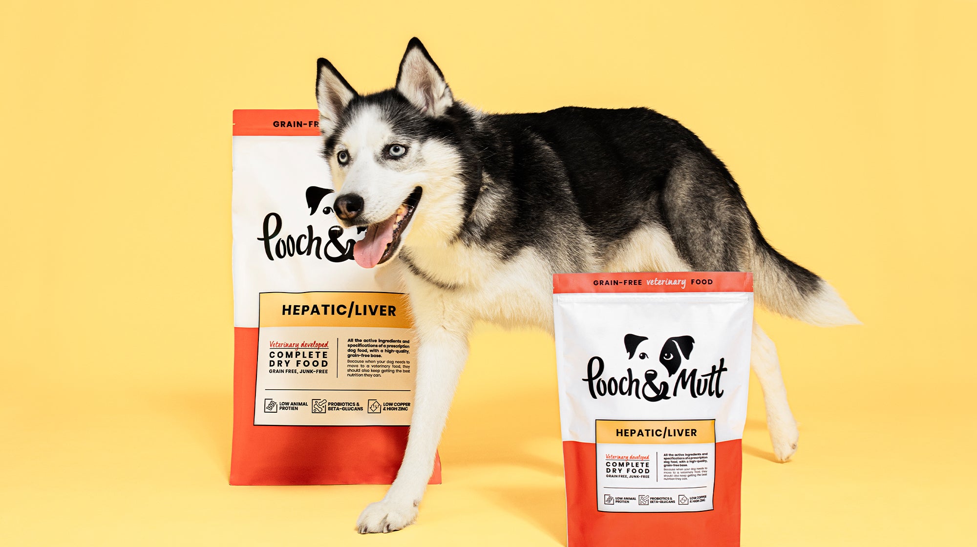 Vet Explains: What are high liver enzymes in dogs?-Image 2