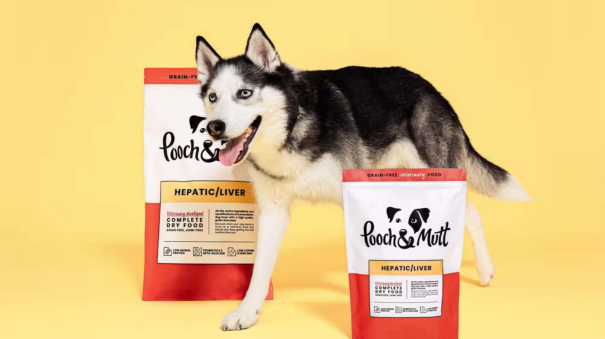 Vet Explains: What are high liver enzymes in dogs?-Image 2