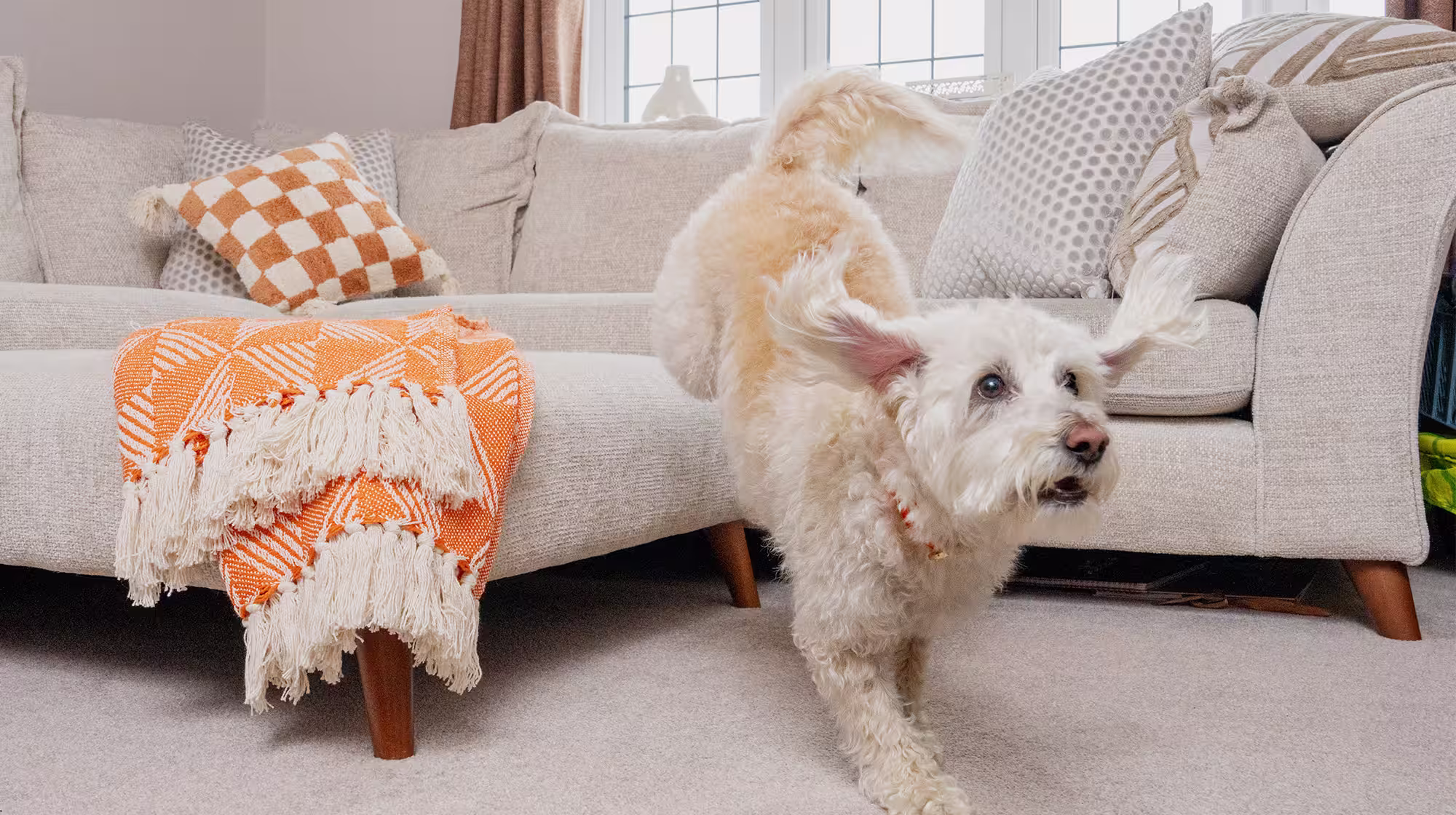 BLOG DOG JUMPING OFF COUCH