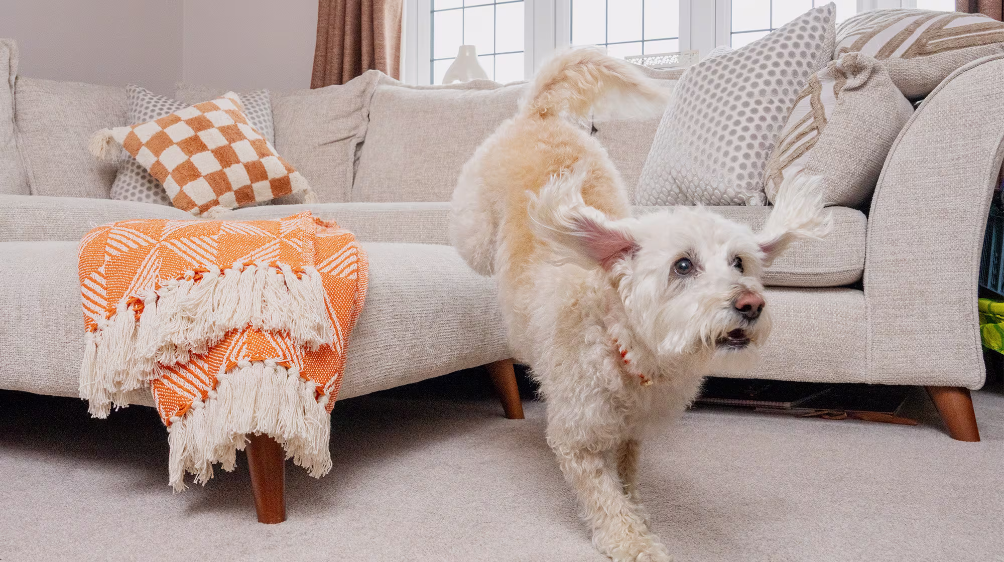 BLOG DOG JUMPING OFF COUCH