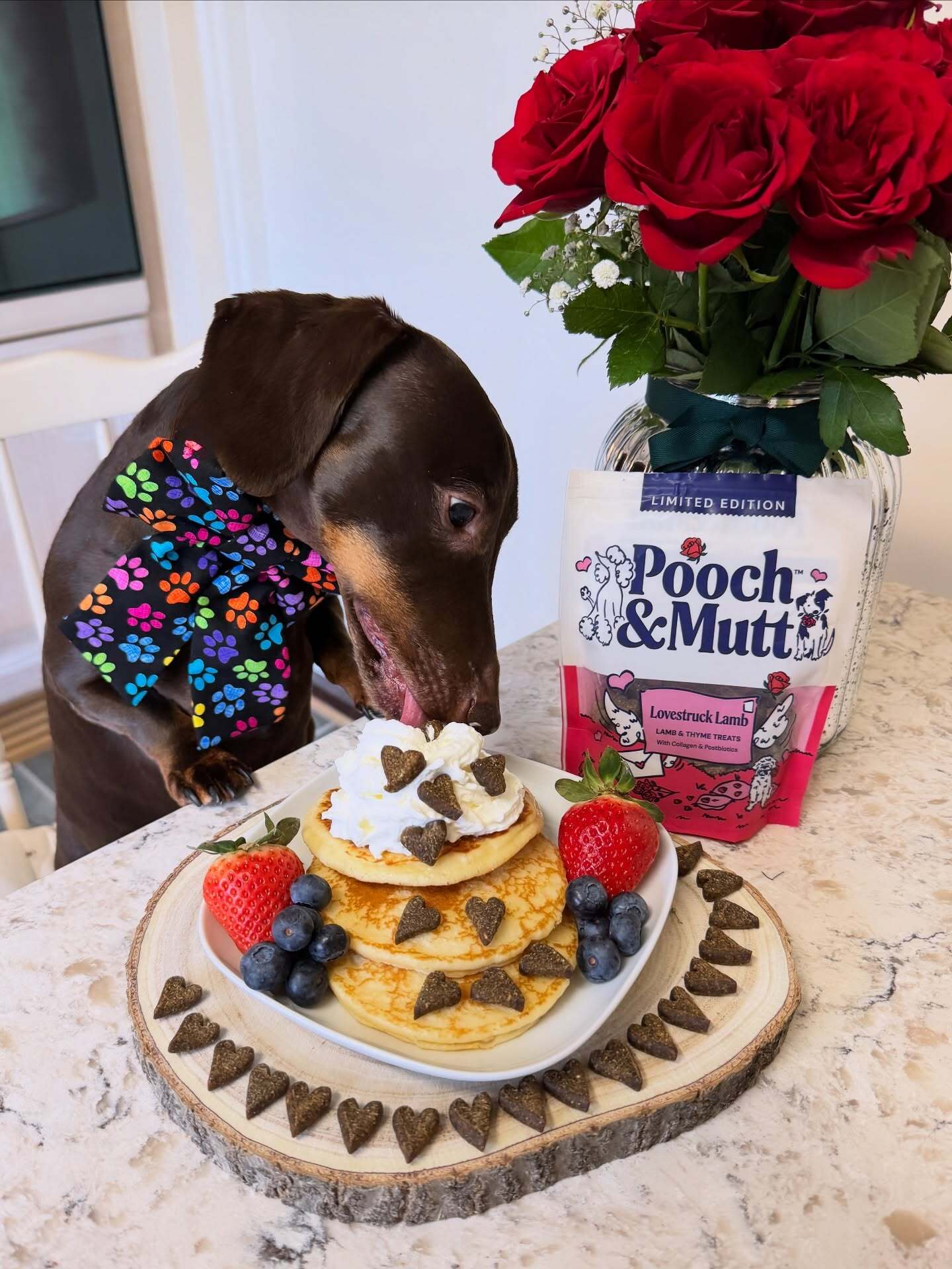 frankie_dachshund03-pancake