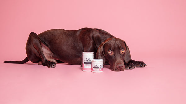 A large, brown dog is lying behind two pots of Pooch & Mutt's Hemp Chewies, on a pink backdrop.