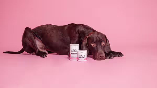 A large, brown dog is lying behind two pots of Pooch & Mutt's Hemp Chewies, on a pink backdrop.