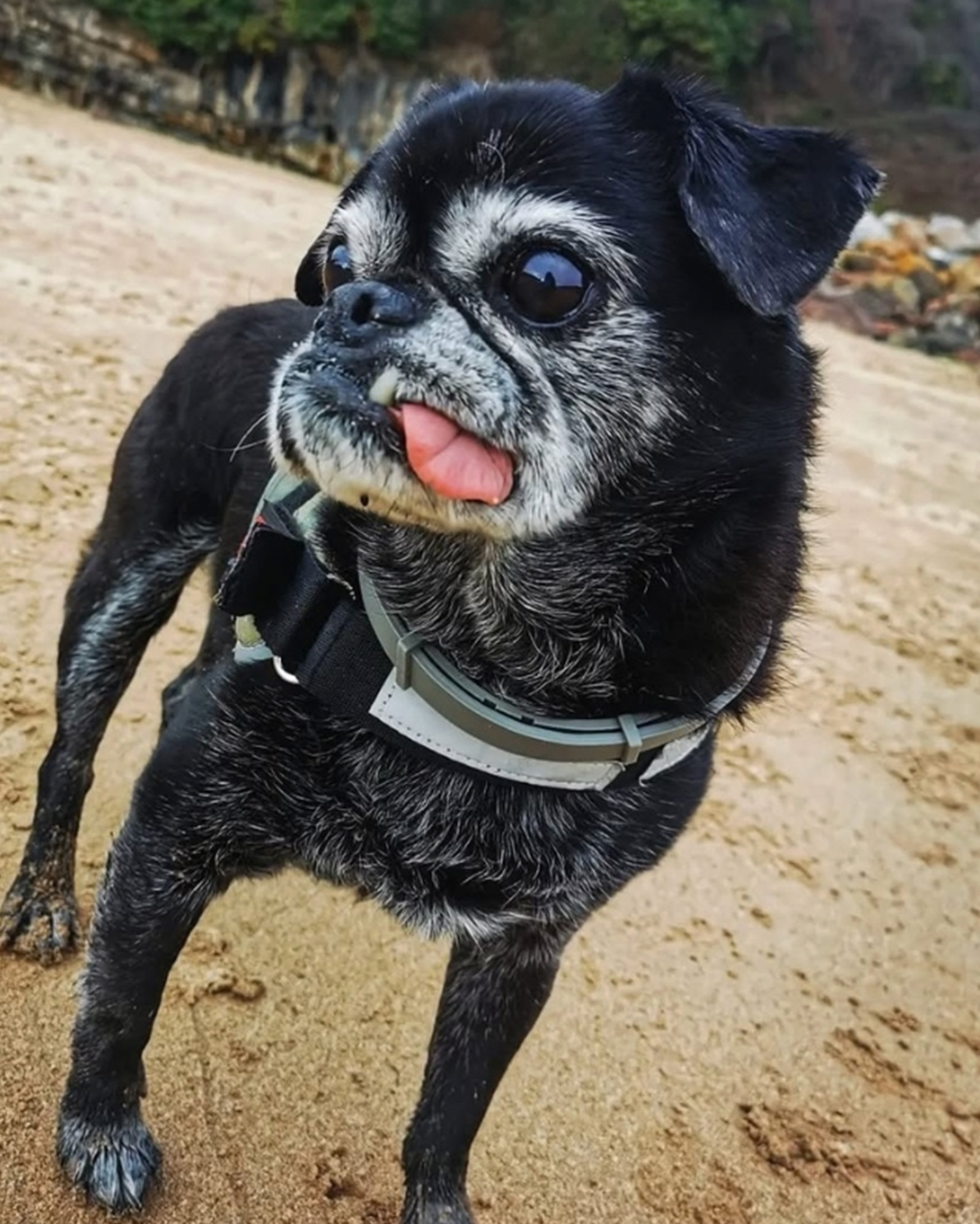 Small Black Dog With Tongue Sticking Out