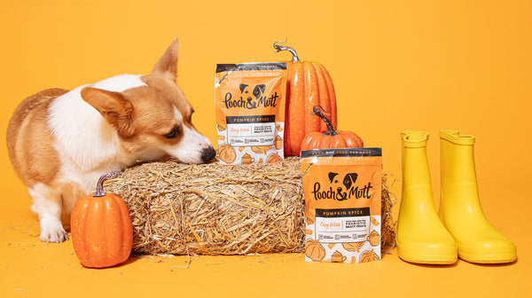 A Corgi stood next to a hay bale, surrounded by pumpkins and bags of Pooch & Mutt's Pumpkin Spice Probiotic Meaty Treats