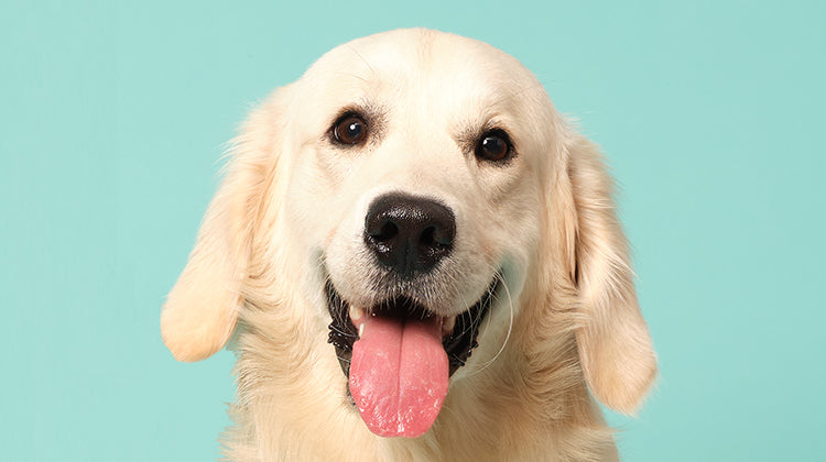 Why is my puppy breathing so fast?-Image 1