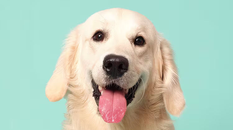 Why is my puppy breathing so fast?-Image 1