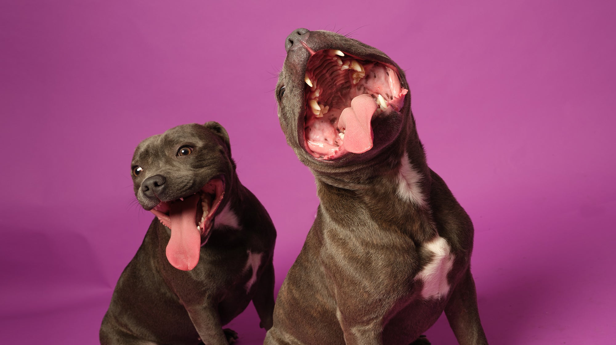 Gingivitis in dogs: Symptoms, diagnosis and treatment-Image 1