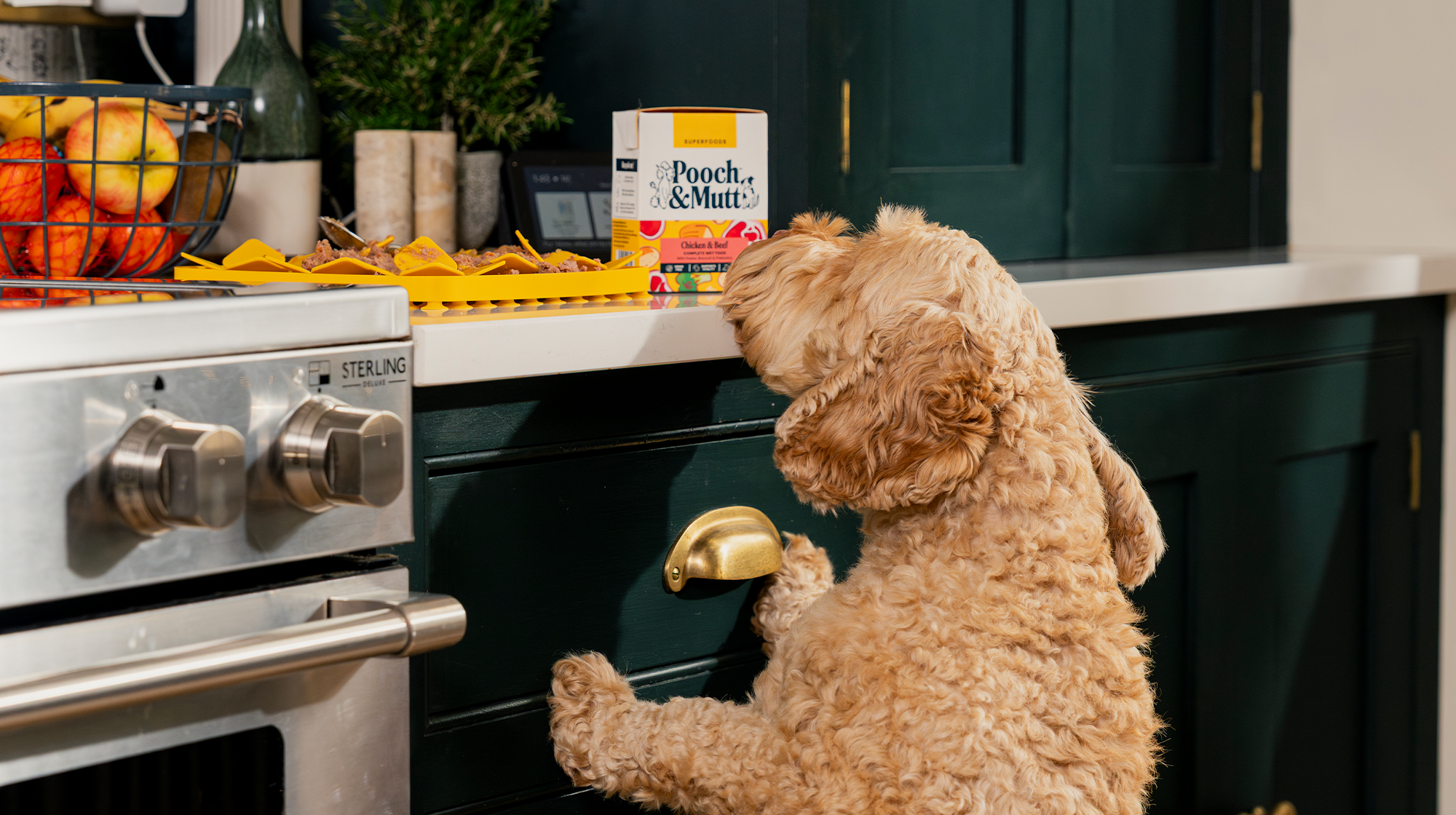 A Cockapoo tries to reach a pack of Pooch & Mutt Chicken & Beef Wet Food on the kitchen counter.