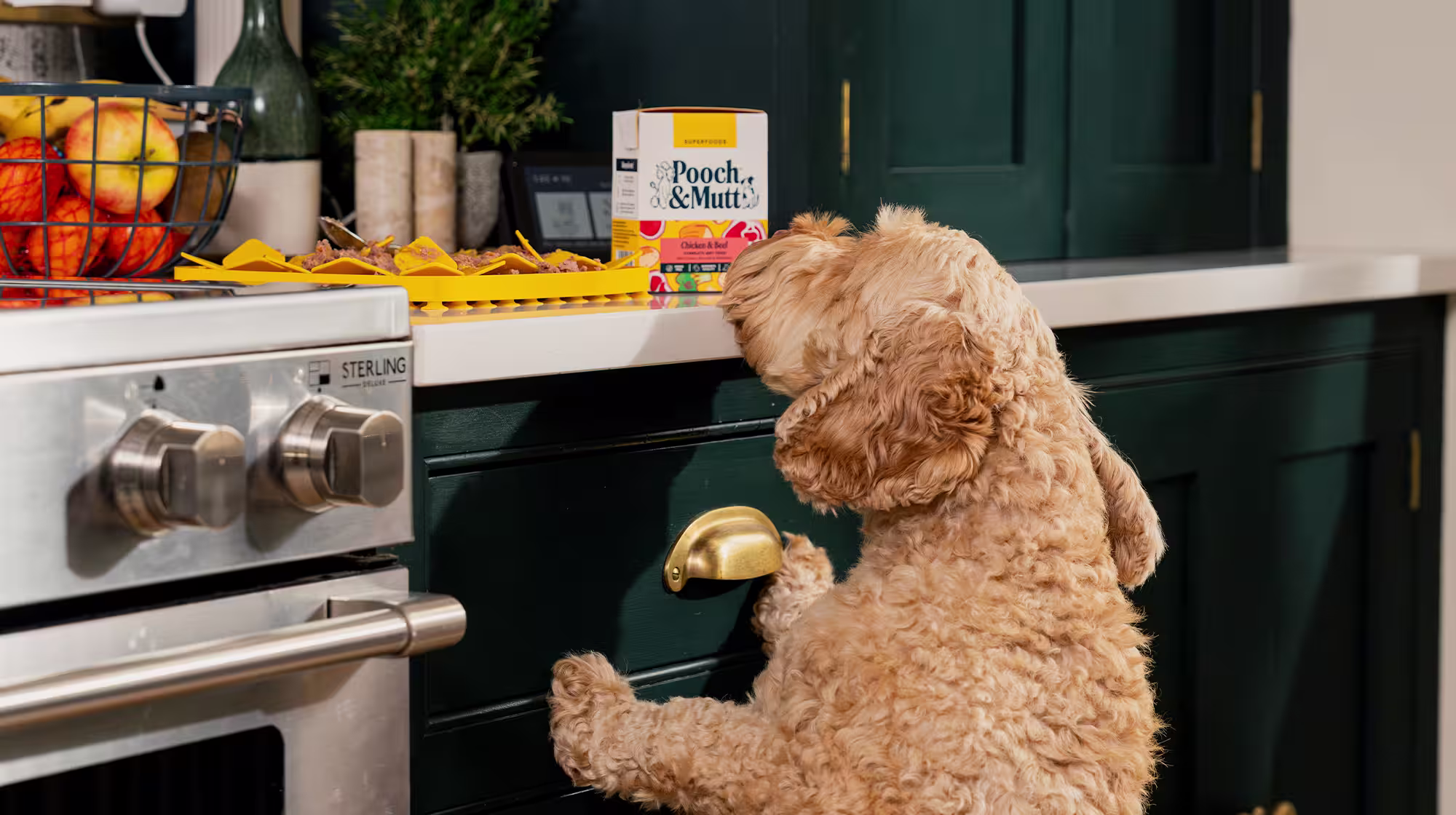 A Cockapoo tries to reach a pack of Pooch & Mutt Chicken & Beef Wet Food on the kitchen counter.