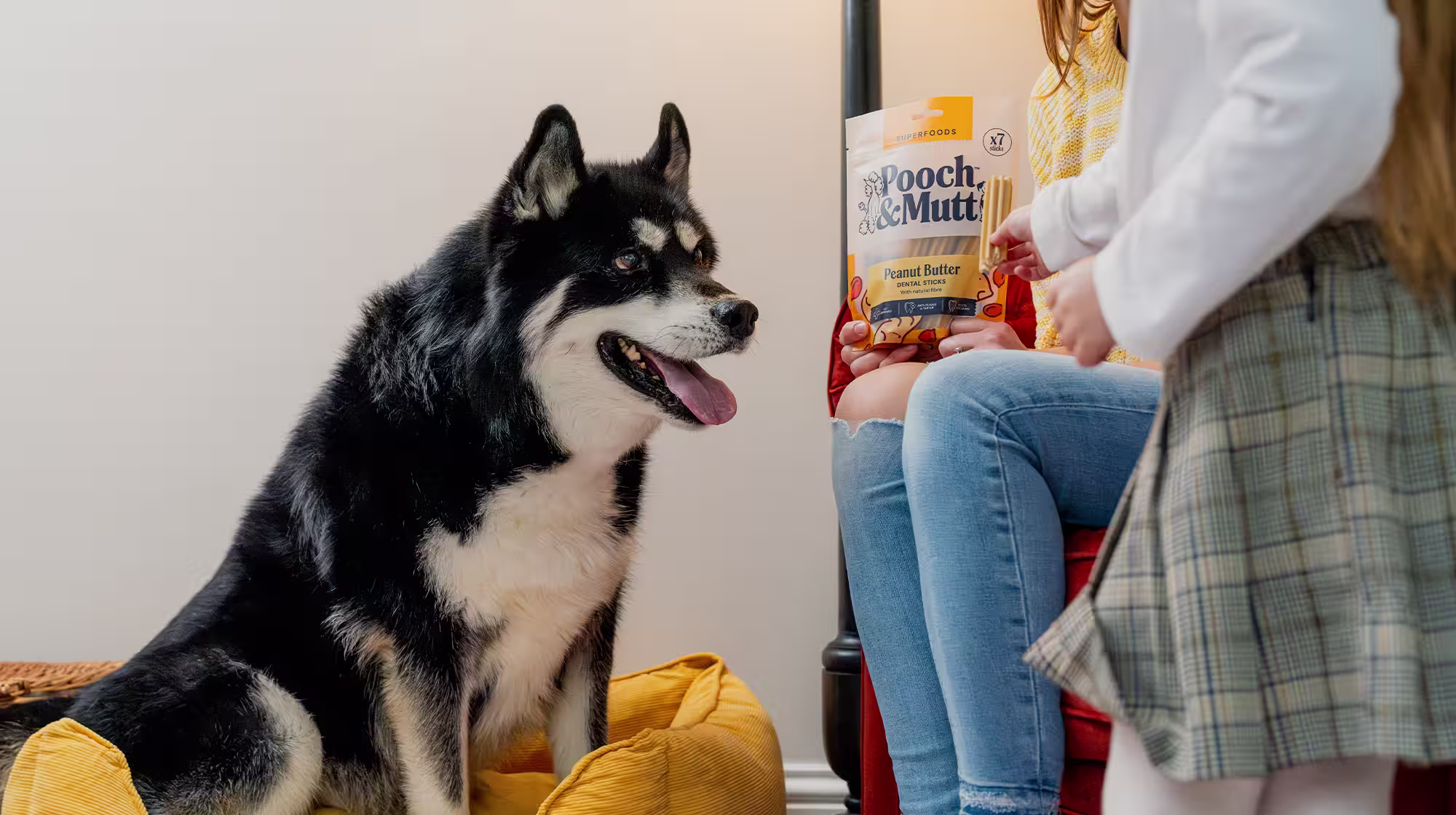 A Siberian Husky sitting in a yellow basket staring longingly at a Peanut Butter Dental Stick being held by their owners. The packet sits in the background.