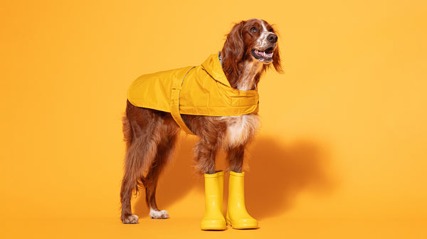 Walking your pooch in winter-Image 1