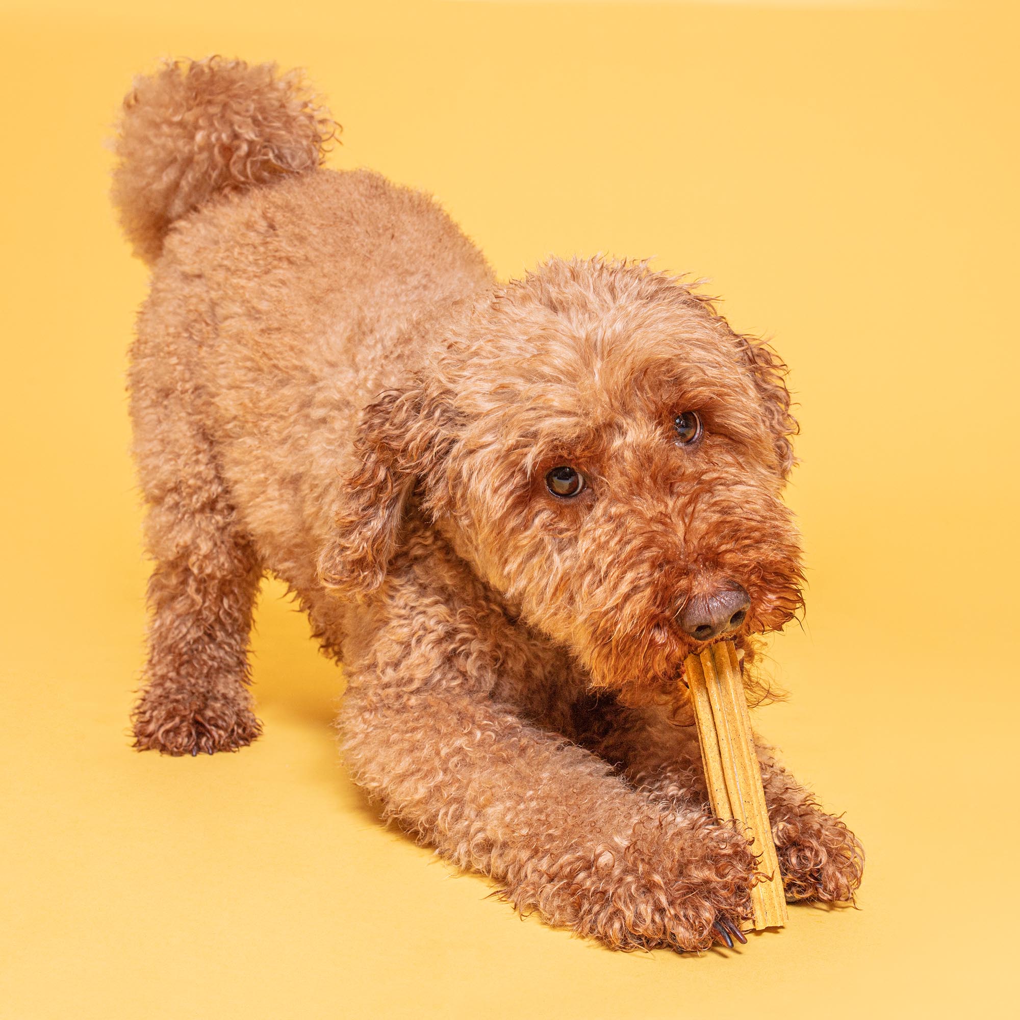 pdp images peanut butter dental sticks george