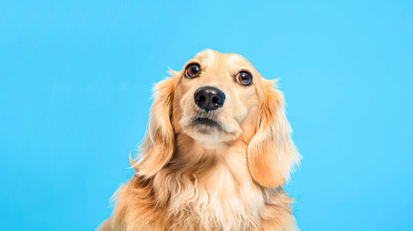 How long is too long to leave your dog alone?-Image 2