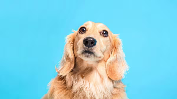 How long is too long to leave your dog alone?-Image 2