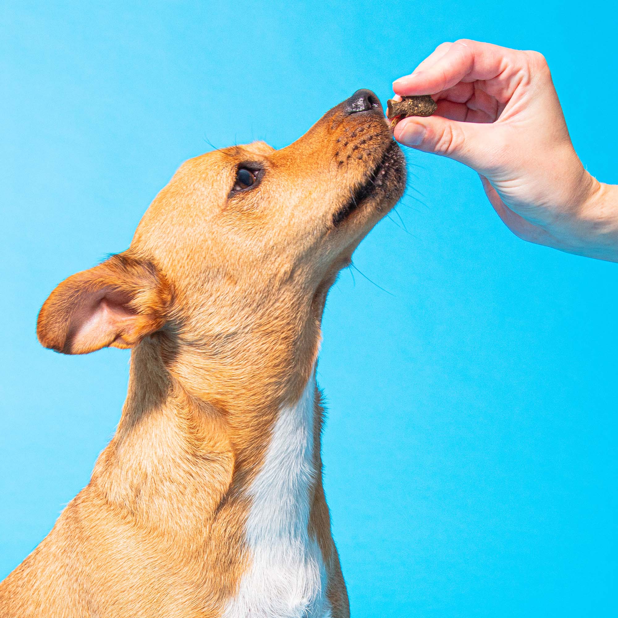 HEALTH AND DIGESTION MEATYTREATS 5