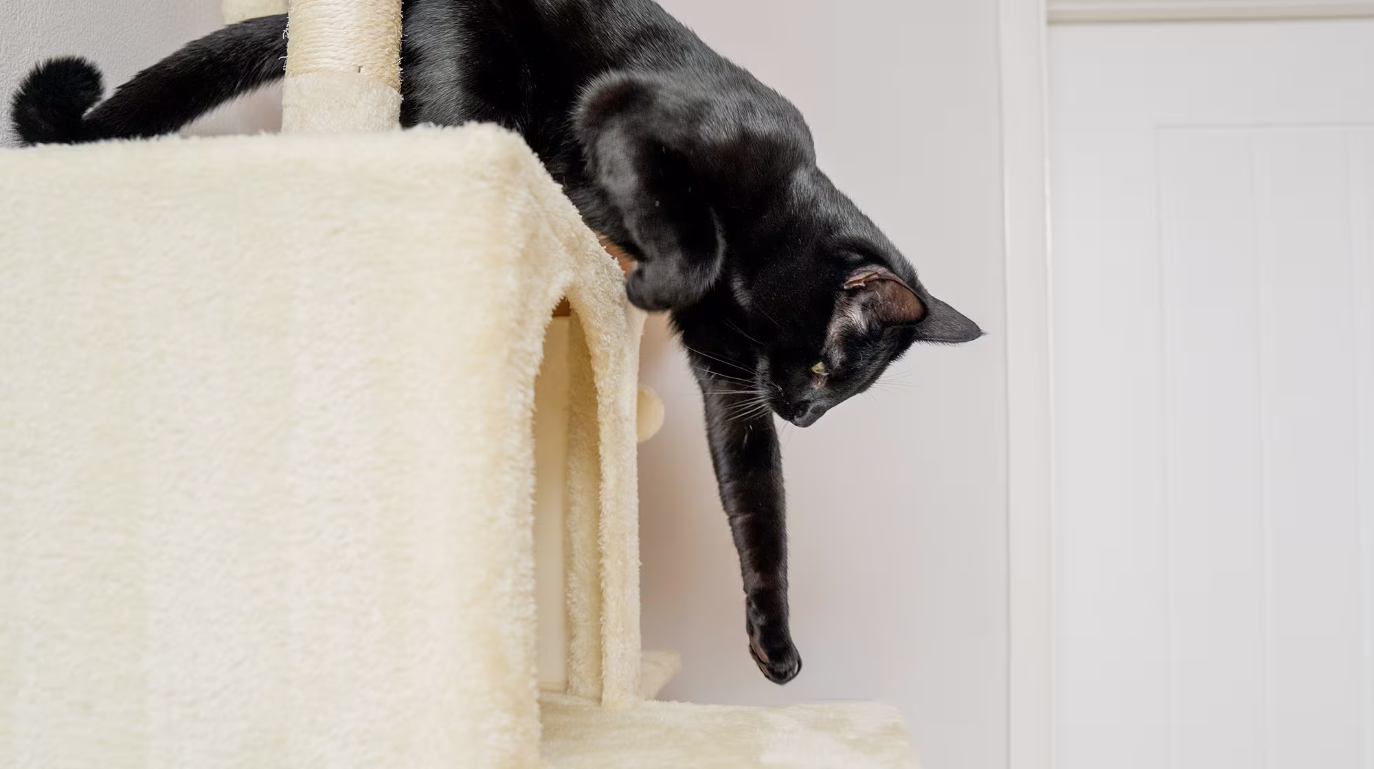 BLOG DIARRHOEA IN CATS BODY IMAGE 1