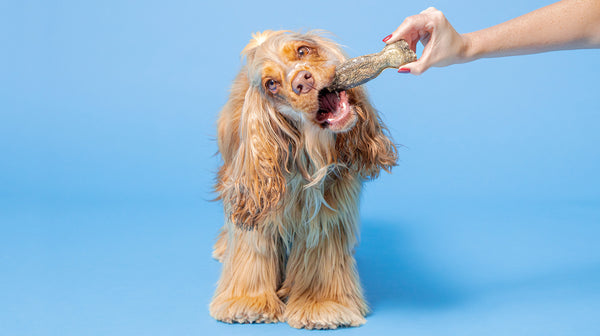 A beige-coloured Show Cocker eating one of our Long-Lasting Fish Chews