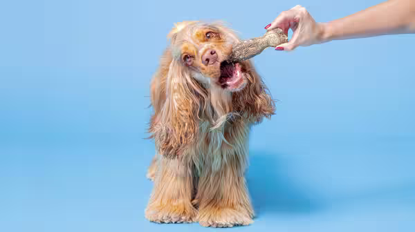 A beige-coloured Show Cocker eating one of our Long-Lasting Fish Chews