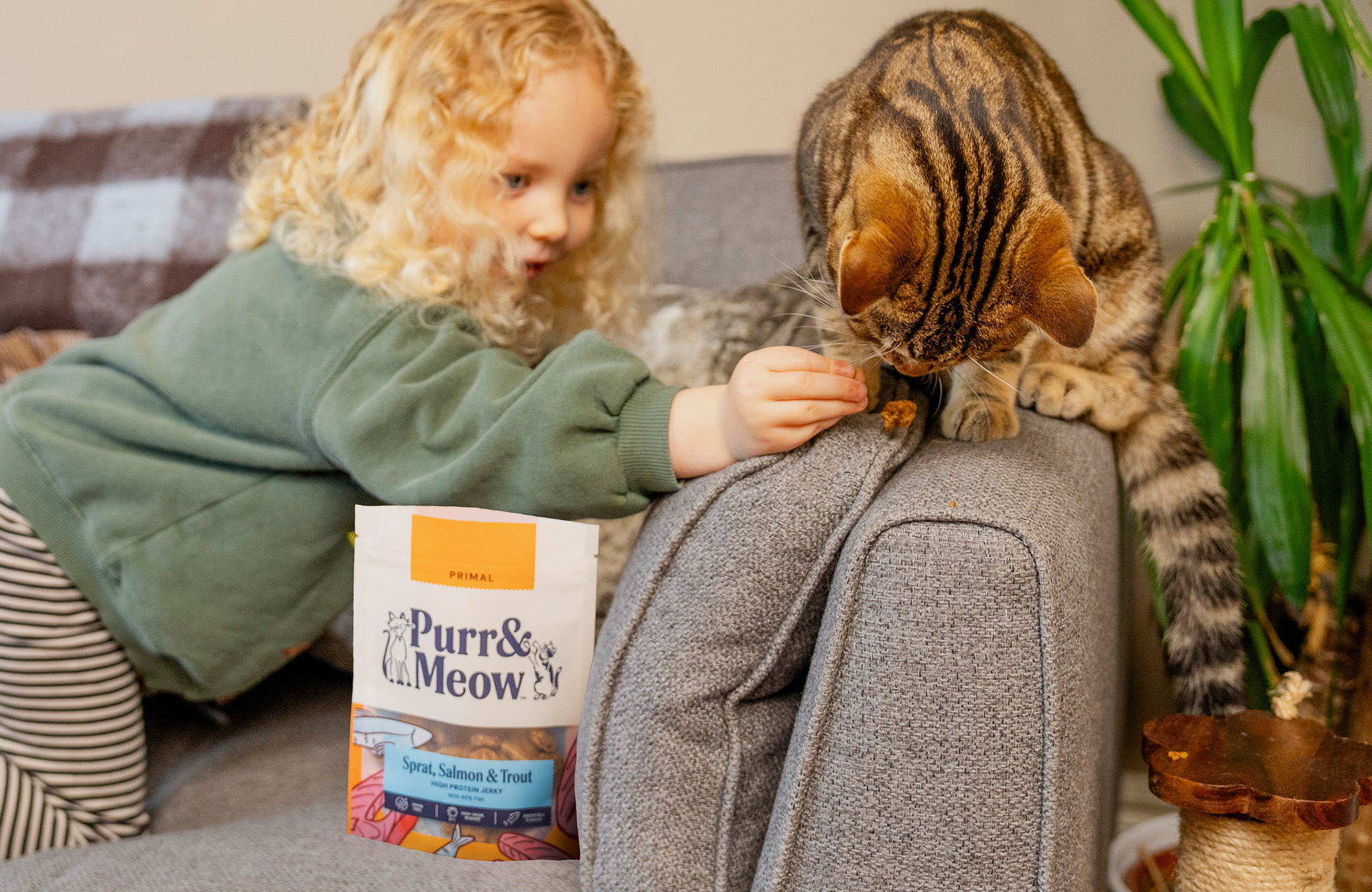 P&M WEB CAT COLLECTION BANNER TREATS