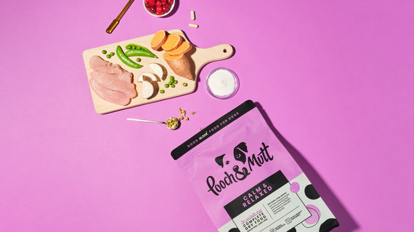 How to prepare your dog for back-to school time-Image 2