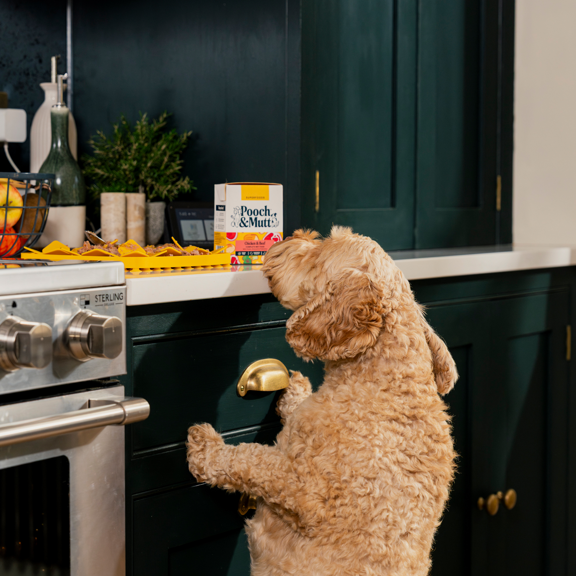 Chicken & Beef Wet Food TETRA375CBX12 1 LIFESTYLE