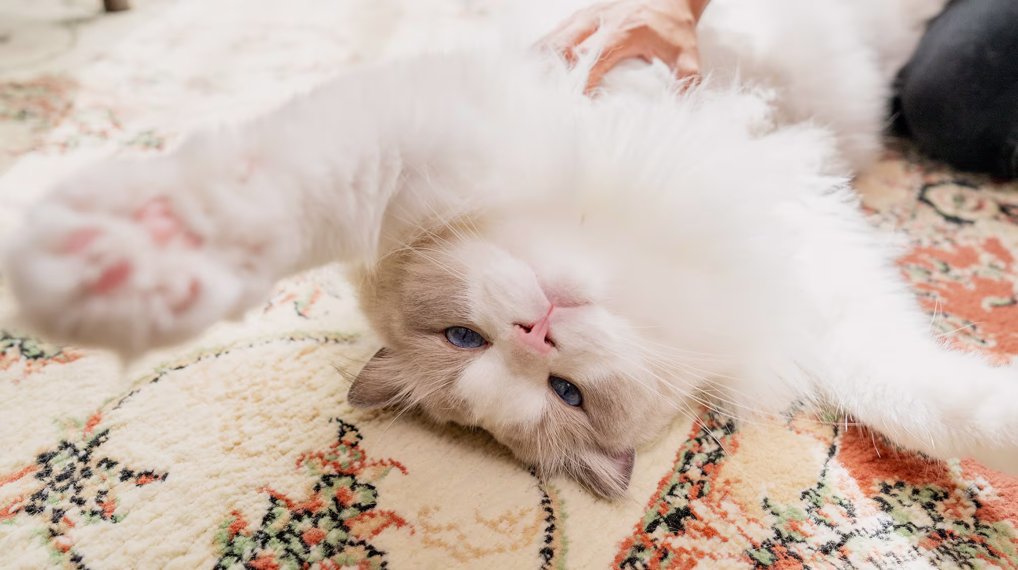 BLOG WHY DO CATS SLEEP SO MUCH BODY IMAGE 2