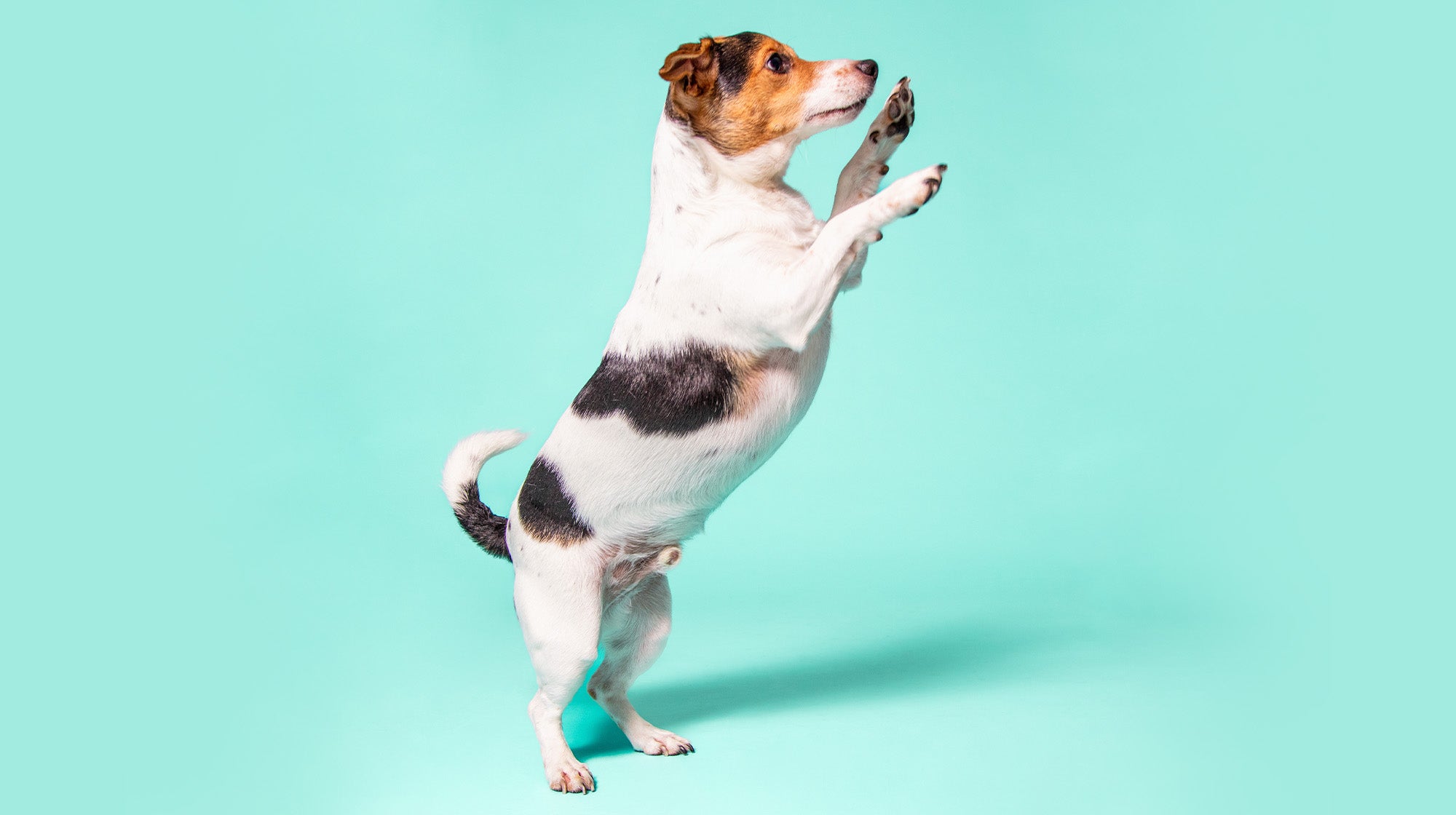 Benefits of Green Lipped Mussels for dogs-Image 2