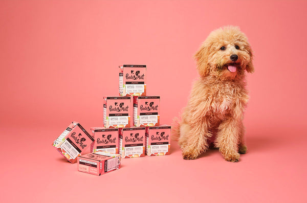 How to help a teething puppy-Image 1