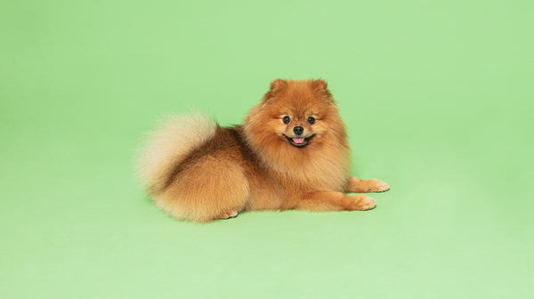 A cream and golden Pomeranian dog, lay down, against a pale green background