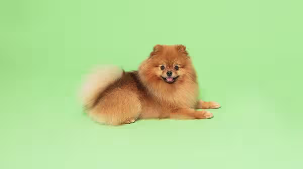 A cream and golden Pomeranian dog, lay down, against a pale green background
