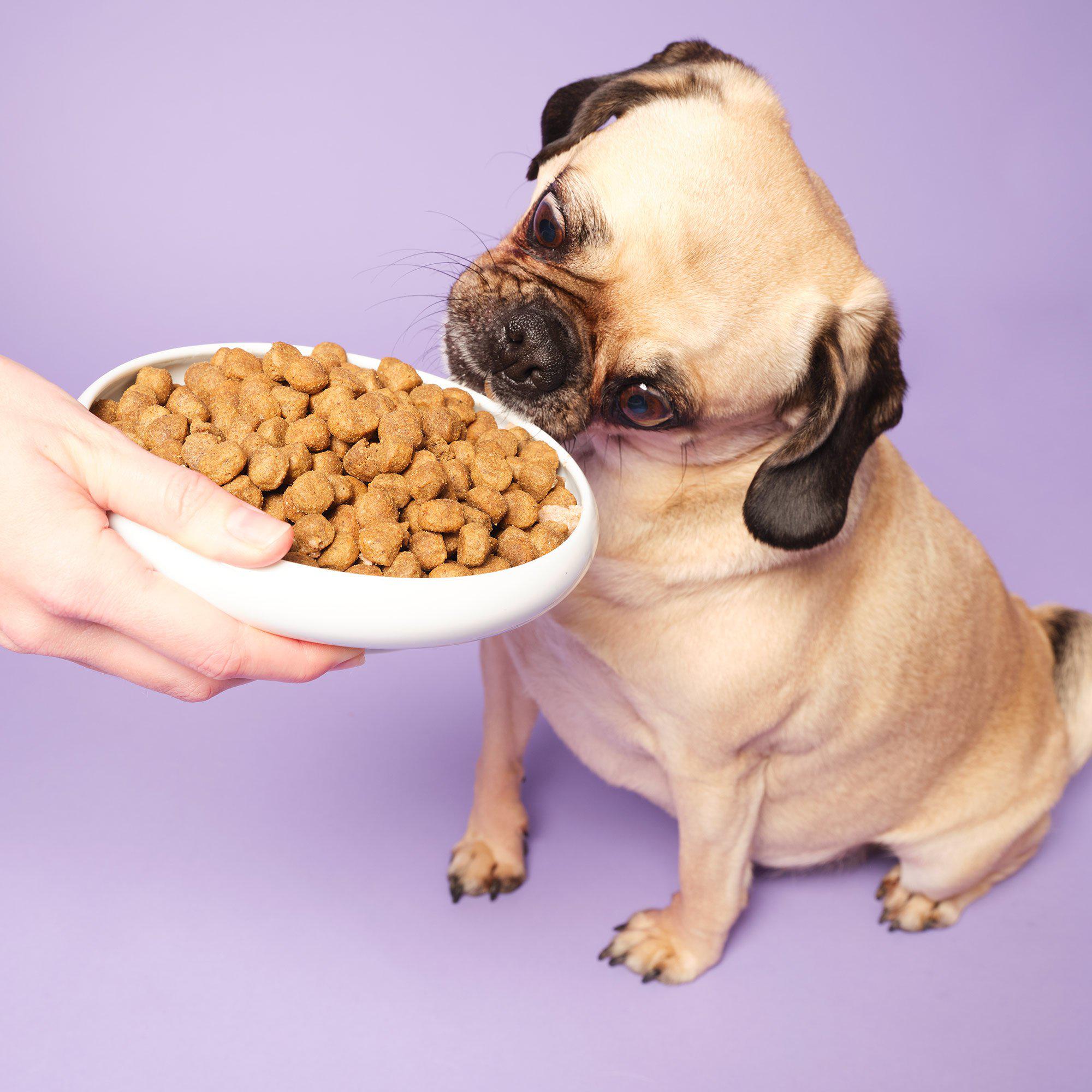 Slim-and-slender-weight-loss-food-for-dogs-pug
