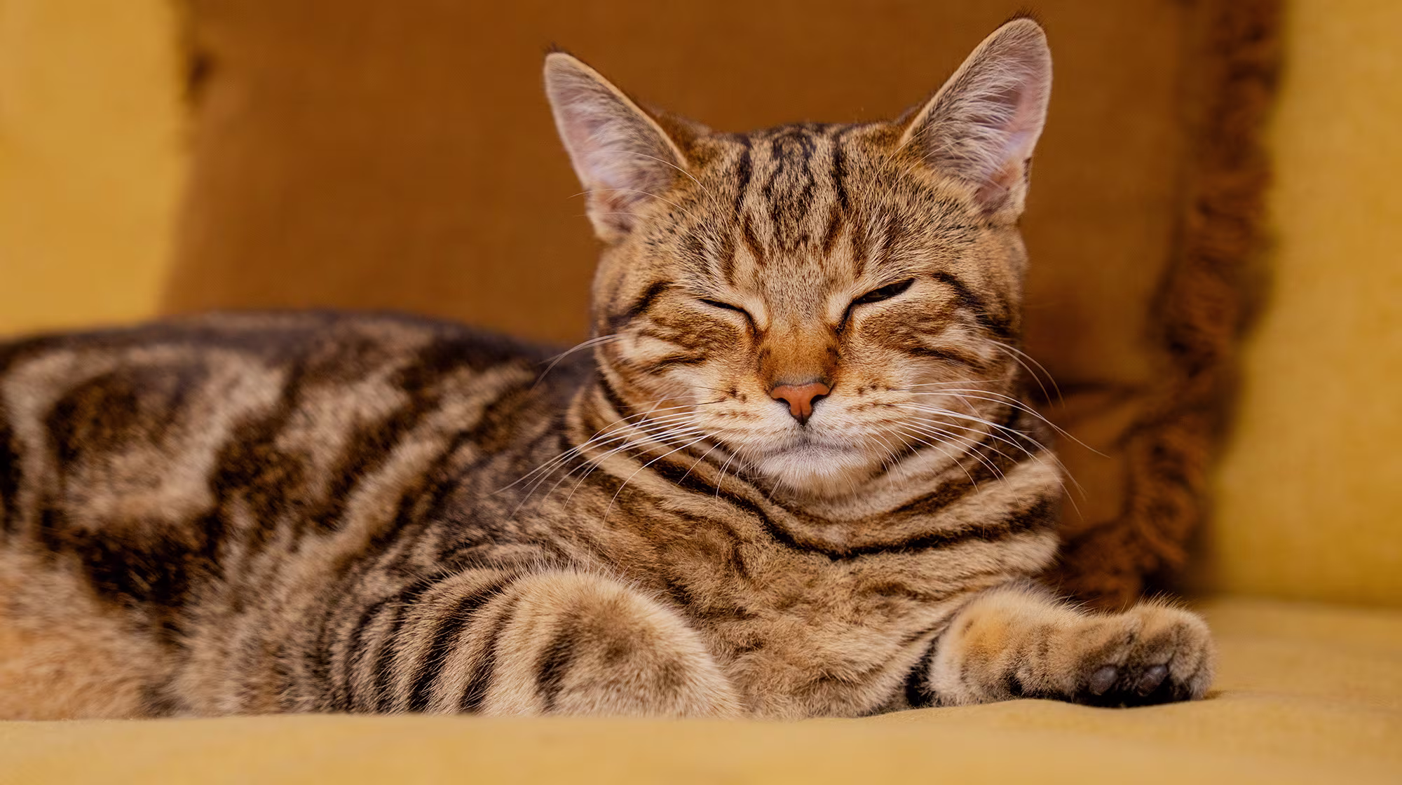 BLOG CATS BODY IMAGE 1