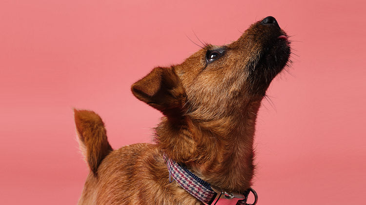 Why you should clean your dog’s lead, collar and bed-Image 2