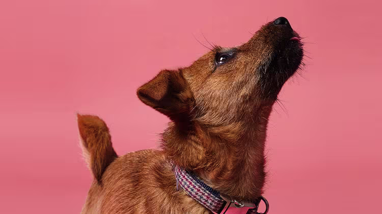 Why you should clean your dog’s lead, collar and bed-Image 2