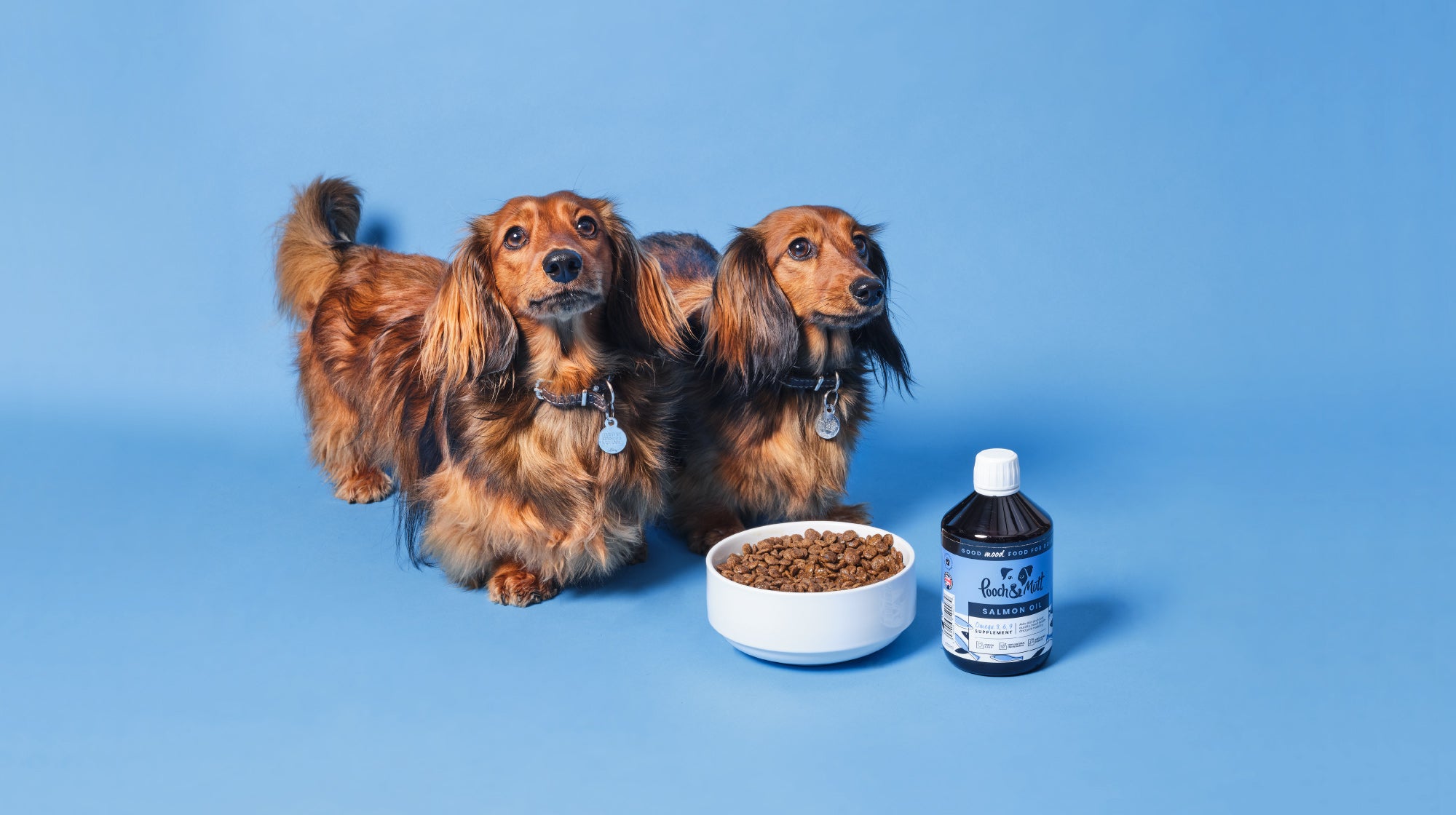 Dog nutrition: what nutrients, vitamins & minerals do dogs need?-Image 2