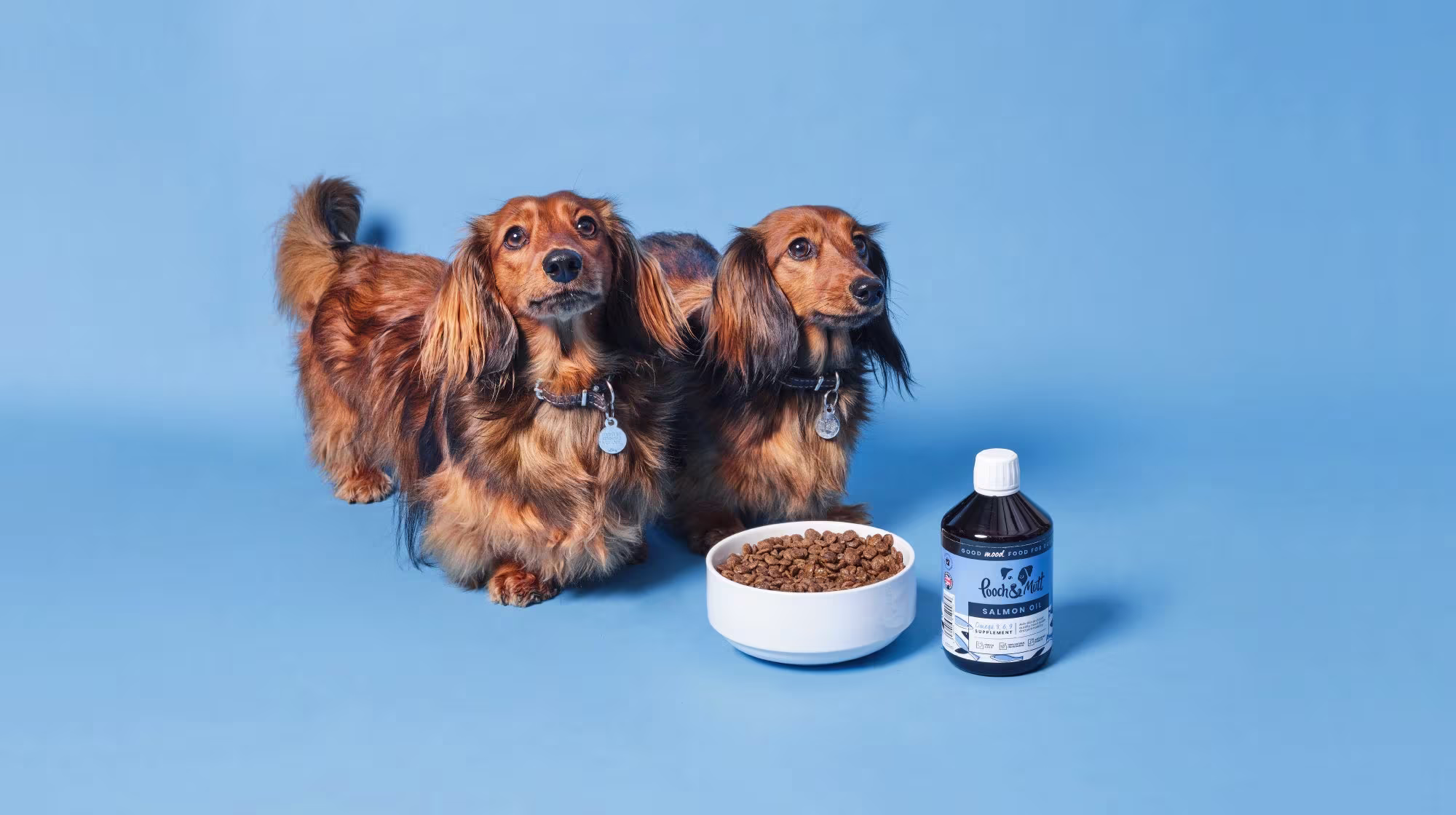 Dog nutrition: what nutrients, vitamins & minerals do dogs need?-Image 2