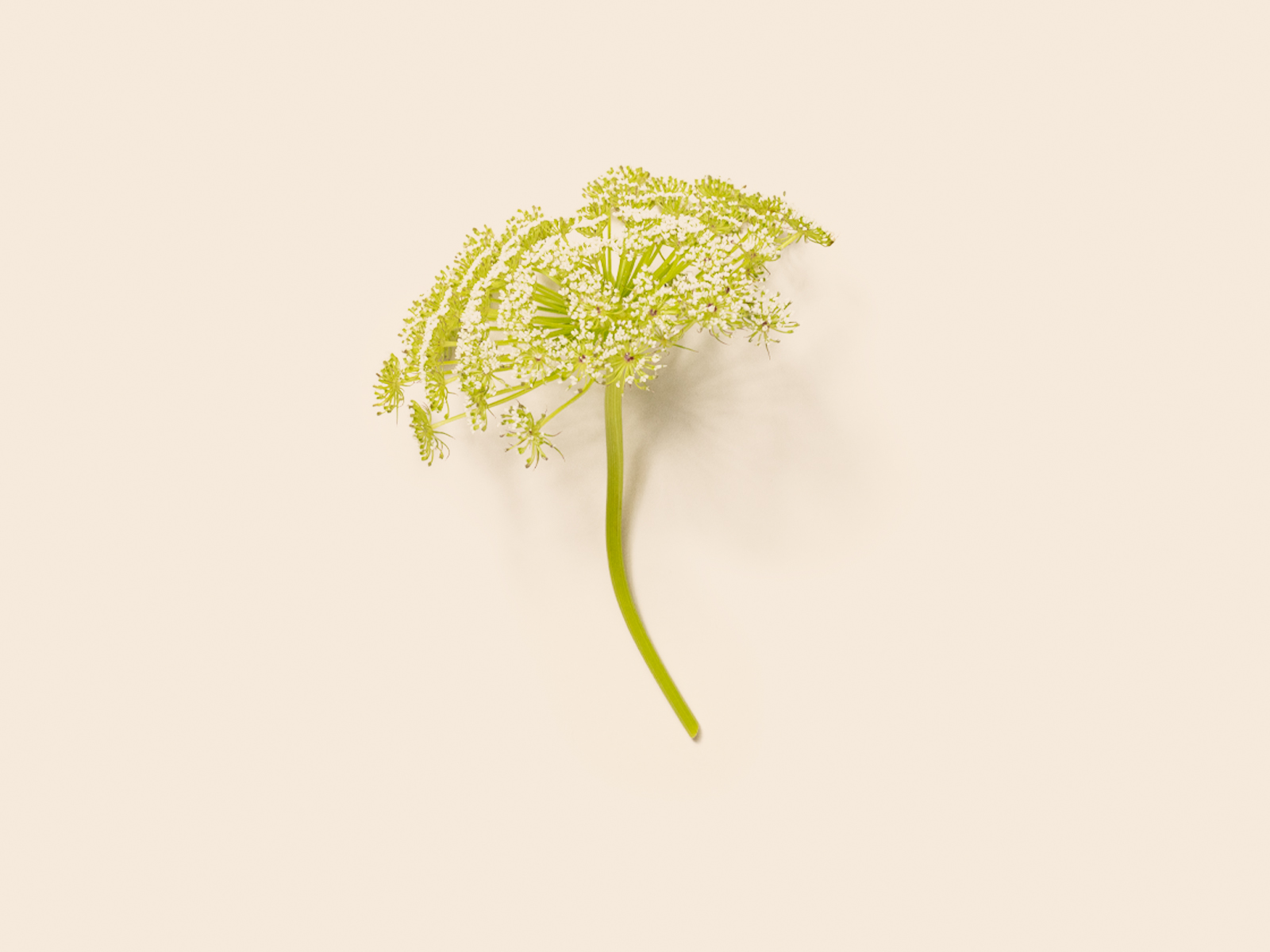 Meadowsweet
