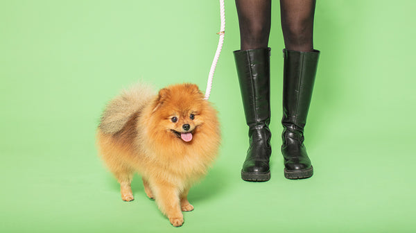 Why does my dog refuse to walk?-Image 1