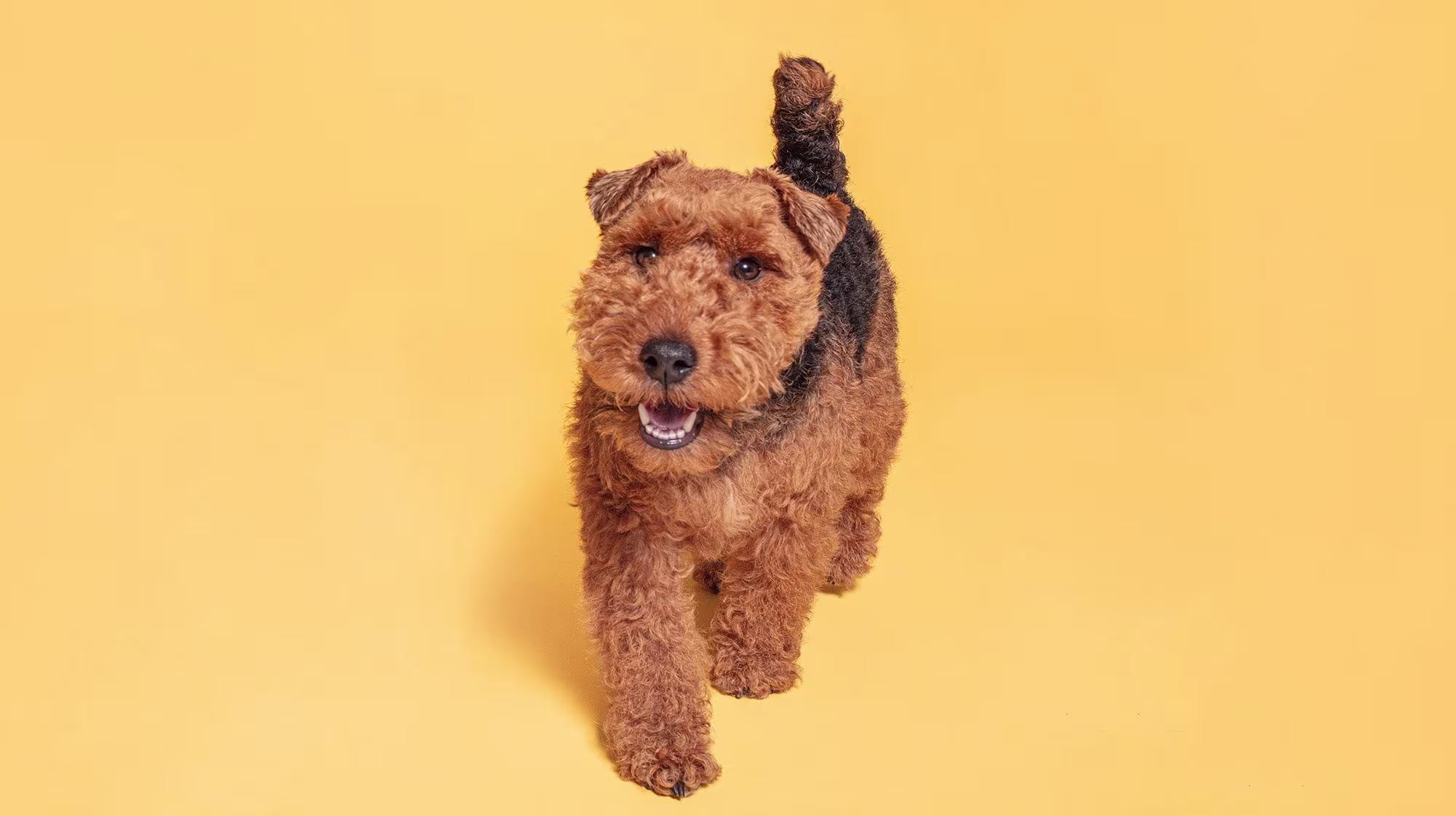 Understanding your dog’s body language-Image 3
