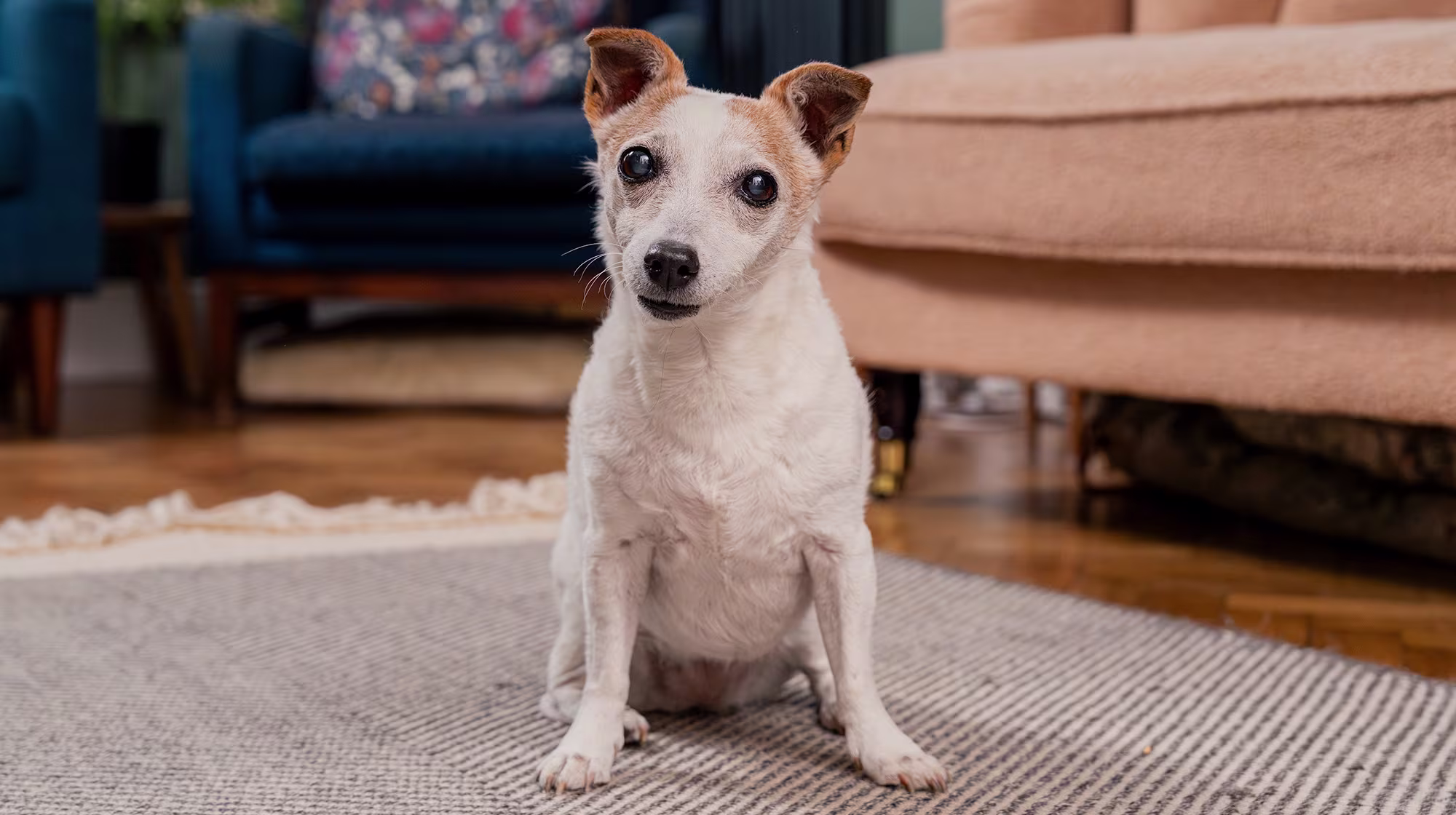 BLOG STAND ALONE DOG SHOT 2