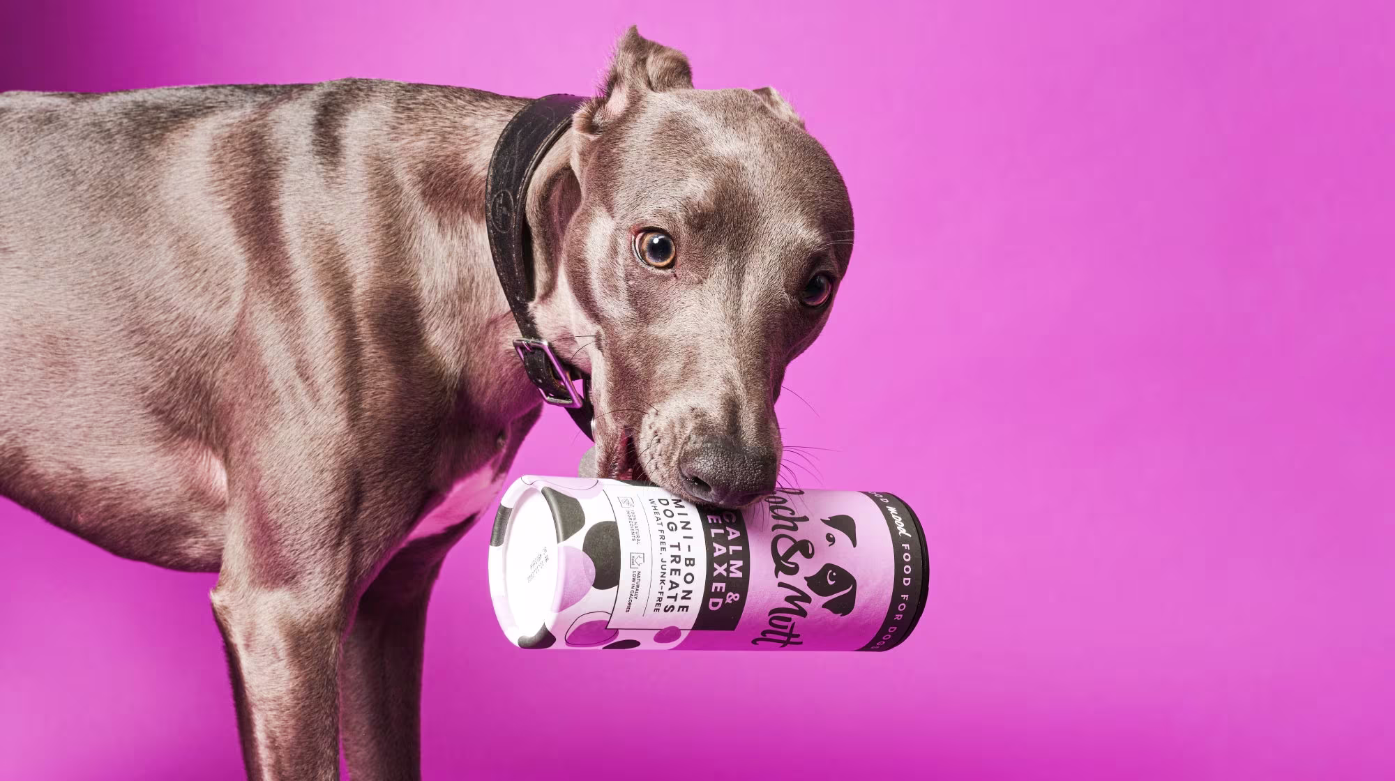 dog with a tube of pooch and mutt treats in it's mouth on a pink background