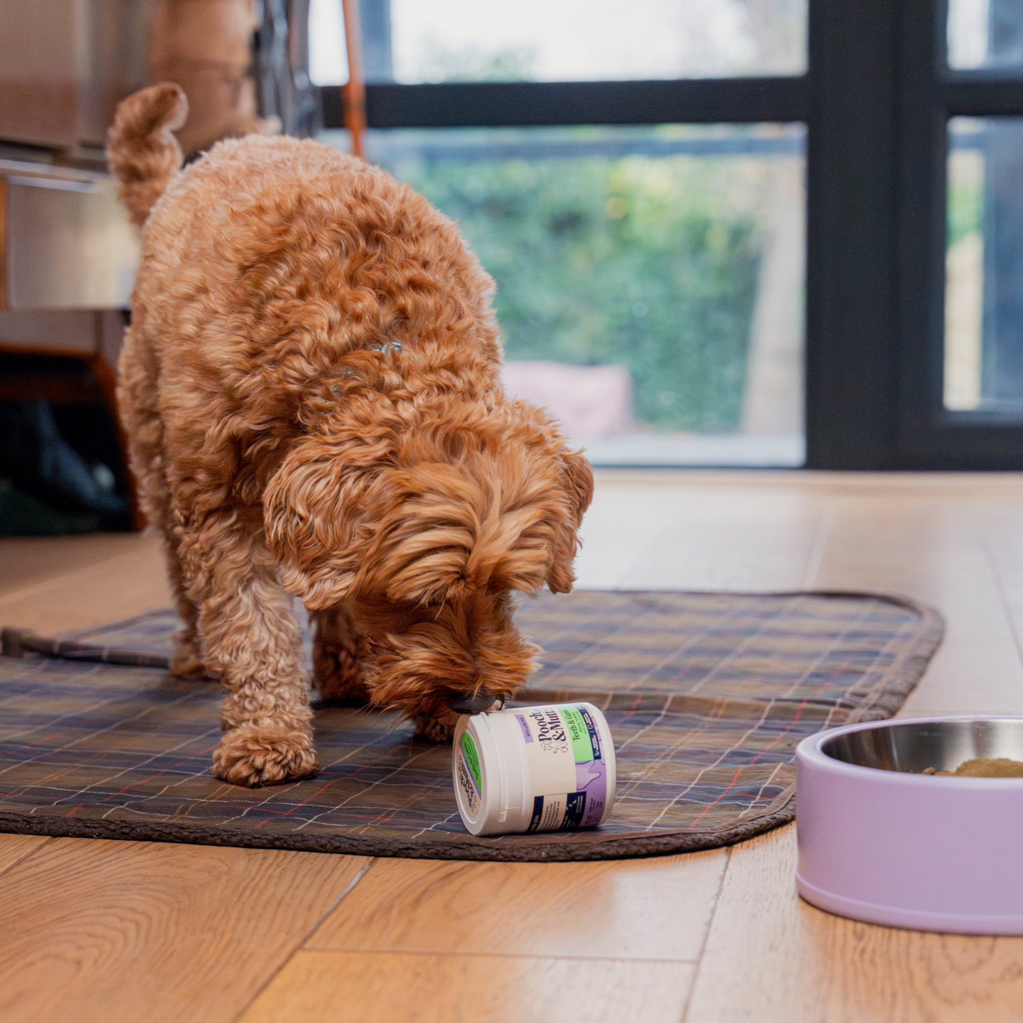 Dental Powder For Dogs SUP100DENTAL 1 lifestyle