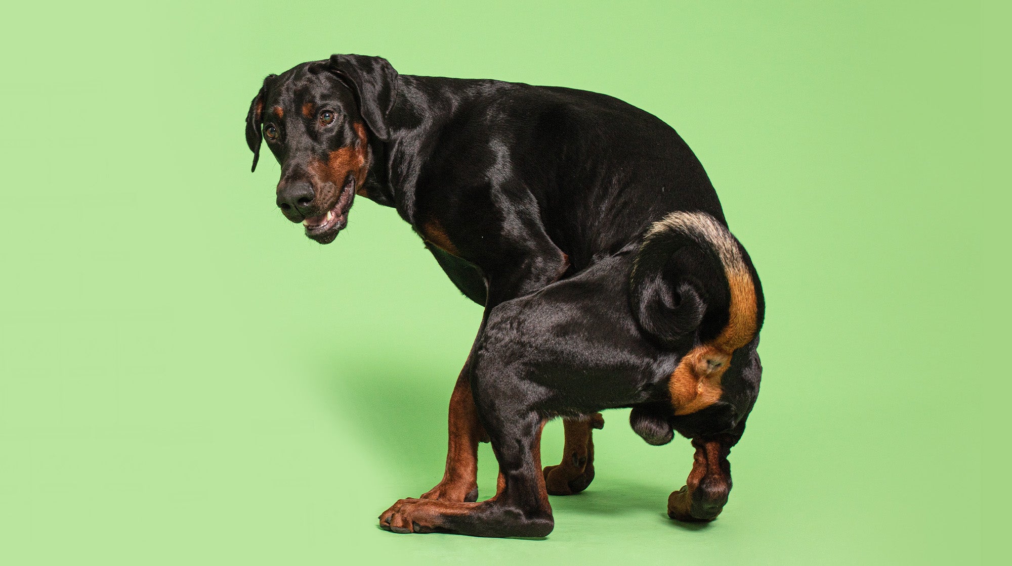 Urinary health in dogs:  Everything you need to know-Image 2