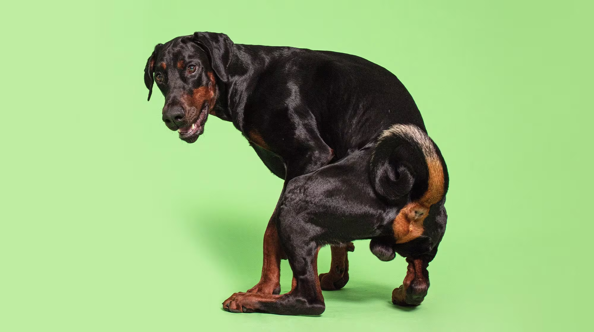 Urinary health in dogs: Everything you need to know-Image 2