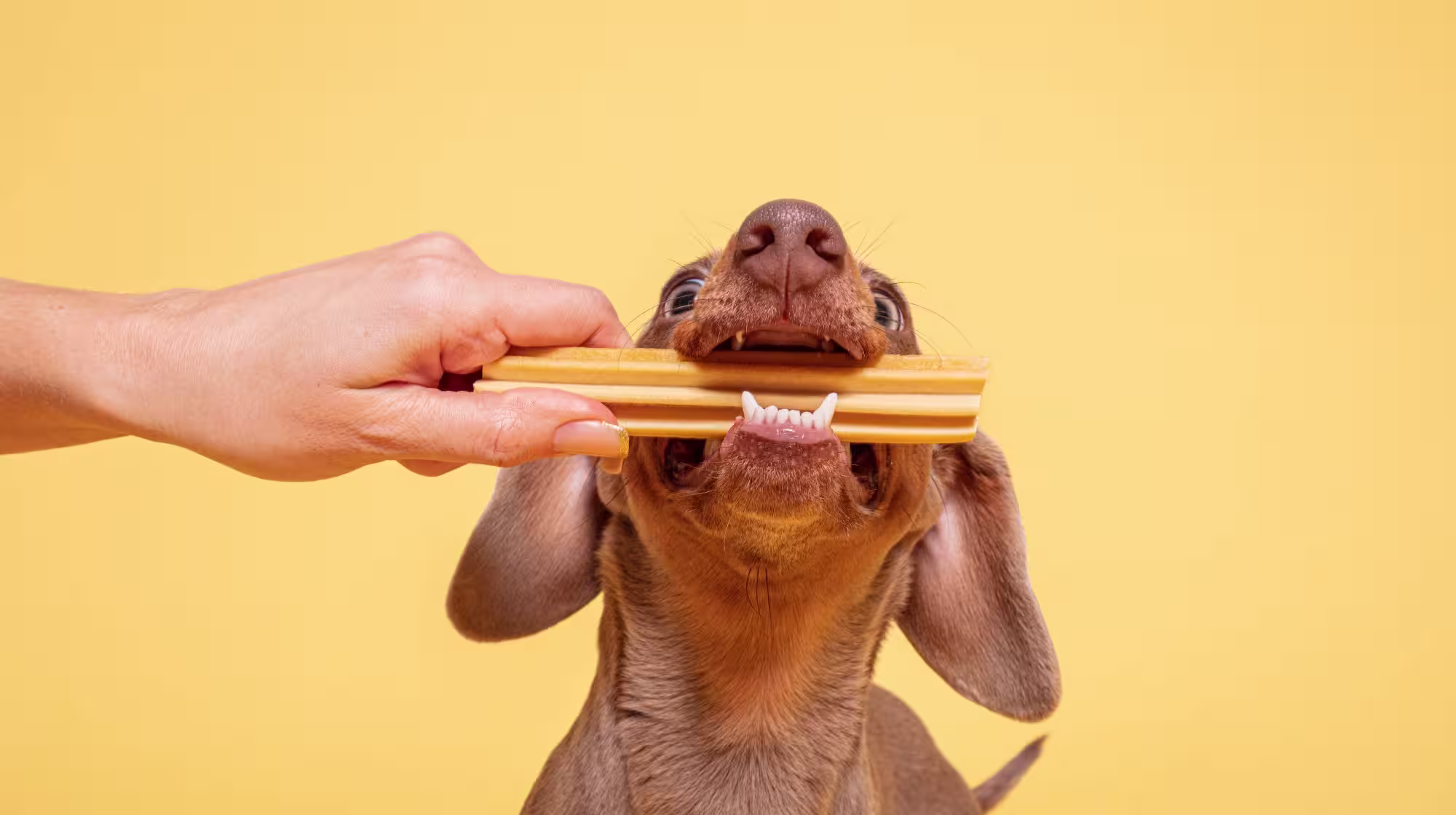 Gingivitis in dogs: Symptoms, diagnosis and treatment-Image 2