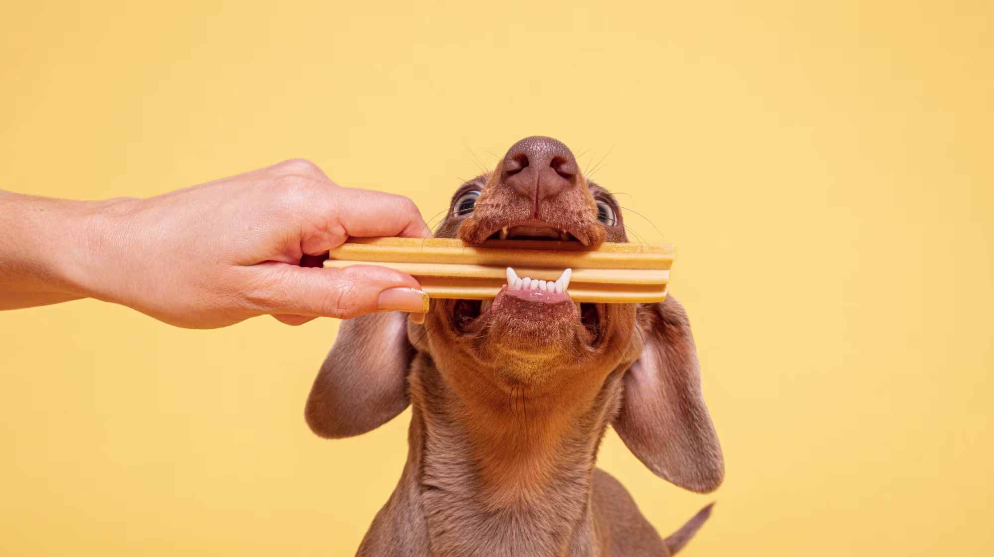 Gingivitis in dogs: Symptoms, diagnosis and treatment-Image 2